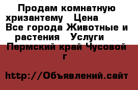 Продам комнатную хризантему › Цена ­ 250 - Все города Животные и растения » Услуги   . Пермский край,Чусовой г.